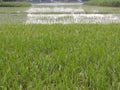 Green fields of yields looking nice. Royalty Free Stock Photo