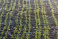 Green fields with young sprouts at sunrise Spider web on a green wheat, spring agricultural sunrise Royalty Free Stock Photo