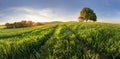 Green fields of young wheat on a spring Royalty Free Stock Photo