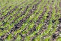 Green fields with young wheat sprouts at sunrise green wheat, spring agricultural sunrise Royalty Free Stock Photo