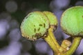 Green fig fruit with small fig ants and flies on the fruit Uganda