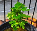 Green fig fruit tree growing in fertile brown soil Royalty Free Stock Photo