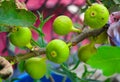 Green fig fruit tree growing in fertile brown soil Royalty Free Stock Photo