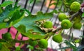 Green fig fruit tree growing in hot tropical climate Royalty Free Stock Photo