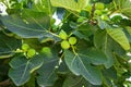 Green fig frut ripening on a fig tree with green leaves, horizontal, for wallpaper and design, sweet ingredient, delicious and