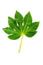 Green fig leaf isolated Royalty Free Stock Photo