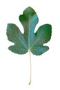 Green fig leaf isolated on the white background Royalty Free Stock Photo