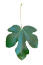 Green fig leaf isolated on the white background Royalty Free Stock Photo