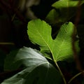 Fig leaf lit by the sun Royalty Free Stock Photo