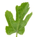 Green fig leaf on white background Royalty Free Stock Photo