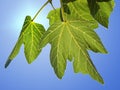 Green fig leaves Royalty Free Stock Photo