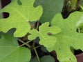 Green Fig leaves background Royalty Free Stock Photo