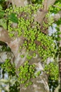 Cluster Fig Tree of Gular Fig Tree botanical name is Ficus Racemosa In Natural Garden. Royalty Free Stock Photo