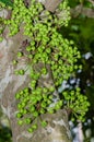 Cluster Fig Tree of Gular Fig Tree botanical name is Ficus Racemosa In Natural Garden. Royalty Free Stock Photo