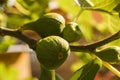 Green fig tree with fruits and leaves growing on a tree with colorful blurred background - close up. Stock Royalty Free Stock Photo