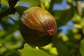 Green fig tree with ripe fruit and leaves growing on a tree with colorful blurred background - close up. Stock Royalty Free Stock Photo