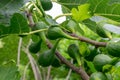 Green figs on a fig tree Royalty Free Stock Photo