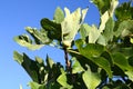 Green figs on branches