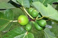 Green figs on a fig branch (Ficus carica)
