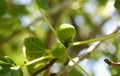 Green figs on a fig tree Royalty Free Stock Photo