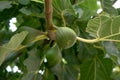 Green figs growing on branch of fig tree in Portugal. Royalty Free Stock Photo