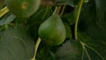 Green figs growing on fig tree in rural Portugal. Royalty Free Stock Photo
