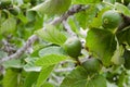 Green figs growing on the tree Royalty Free Stock Photo