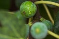 Green figs with rain drops growing ripening on tree branch in garden. Summer fruits berries agriculture gardening Royalty Free Stock Photo