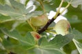 figs tree Royalty Free Stock Photo