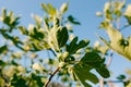 Green figs on tree branches against the blue sky.