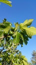 Green figs on tree