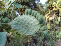 Green figuier de barbarie, prickly pear.