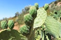 Green figuier de barbarie, prickly pear