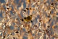 Green finch