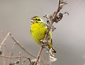 Green finch