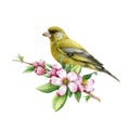 Green finch bird with spring apple flowers. Watercolor illustration. Hand drawn cute tiny songbird on a spring blooming