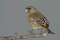 Green-finch on branch Royalty Free Stock Photo