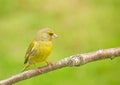 Green Finch: Carduelis chloris.