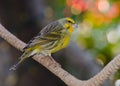 Green Finch and Christmas Lights at Bloedel Conservatory, Vancouver Royalty Free Stock Photo