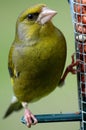 Green finch on feeder
