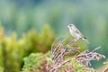 Green finch/genus chloris sitting on a branch outdoor in the forest during spring season. Green blurry background. Royalty Free Stock Photo