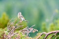 Green finch/genus chloris sitting on a branch outdoor in the forest during spring season. Green blurry background. Royalty Free Stock Photo