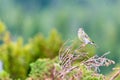 Green finch/genus chloris sitting on a branch outdoor in the forest during spring season. Green blurry background. Royalty Free Stock Photo