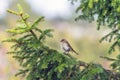 Green finch/genus chloris sitting on a branch outdoor in the forest during spring season Royalty Free Stock Photo