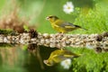 Green finch sitting on lichen shore of water pond in forest with beautiful bokeh and flowers in background, Hungary, bird reflecte