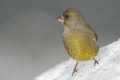 Green-finch on snow Royalty Free Stock Photo