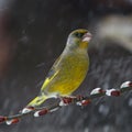 Green finch in snowfall Royalty Free Stock Photo