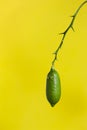 Green finger lime isolated on yellow. Also known as caviar lime. Subtropical climate fruit.