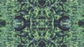 Green fir boughs background Texture. Fir tree. Wallpaper for Christmas design. Symmetrical Pattern