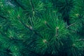 Green fir branch of a christmas tree. Coniferous needles close-up. Pine-tree background. Scotch fir.